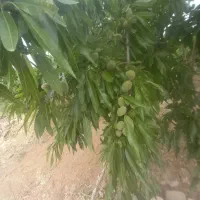 باغ کشاورزی