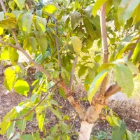 هرس وپیوند انواع درختان