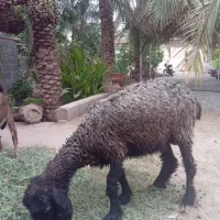میش جمل زا ارزان
