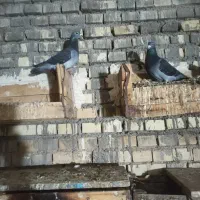 پلاکی درجه یک|پرنده|کارون, |دیوار