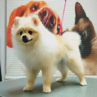 توله پامرانین نر خرسی اصیل ۶ماه|سگ|کرمانشاه, |دیوار