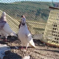 کبوتر|پرنده|ماکو, |دیوار