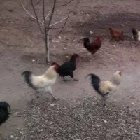 ۵ تا خروس محلی دونیی ۸۵۰ تومان