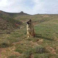 سگ سرابی ذات قدیم|سگ|بروجرد, |دیوار