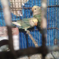 جفت برزیلی جوان