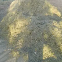 یونجه|لوازم جانبی حیوانات|جهرم, |دیوار