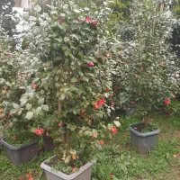 کاملیا جعبه و تکسوز جعبه