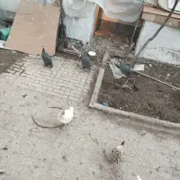 مرغ شاخدار|حیوانات مزرعه|پاکدشت, حصار امیر|دیوار