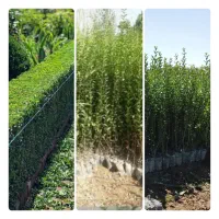 ترون سبز و انواع گل و گیاه و نهال