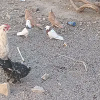 زرد گلی طوقی|حیوانات مزرعه|کرمان, |دیوار