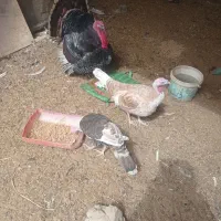 بوقلمون نر ماده