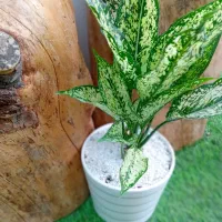 گل آپارتمانی با قیمت استثنایی