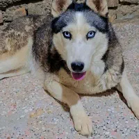 سگ هاسکی