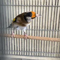 دورگ کلکسیونی