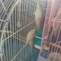 طوطی عروس لوتینو