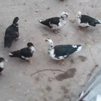 ۶عدد اردک شمالی بفروش میرسد به علت نداشتن رسیدگی|حیوانات مزرعه|زند, |دیوار