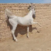 اسب نریان کرد سواری دار|اسب و تجهیزات اسب‌سواری|رشت, آزادگان|دیوار