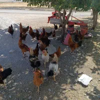 مرغ و خروس|پرنده|روانسر, |دیوار