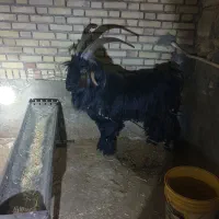 فروش بعده داشتی