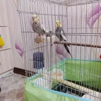 دو عدد عروس هلندی نر و ماده همراه قفس و کلبه 2400|پرنده|اهواز, کوی سعدی|دیوار