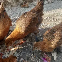 جوجه دیلگونی