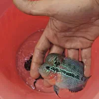 ماهی فلاور|ماهی|قم, سید معصوم|دیوار