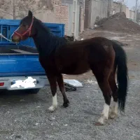 مادیون دره شوری