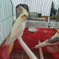 یک جفت عروس هلندی سالم و سر حال|پرنده|شیراز, ریاستی|دیوار