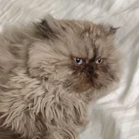 گربه رایگان