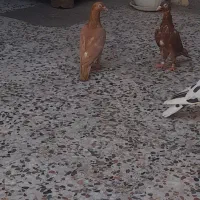 ۳عددماده‌درجه‌۱