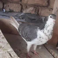 کبوتر کمیاب ماده گلین سنجابی