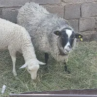 میش‌رومانوف|حیوانات مزرعه|بم, |دیوار