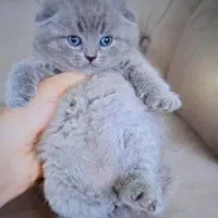 اسکاتیش بلو