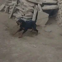 سگ روتوایلر ماده ۵ماهه  فی ۱۰