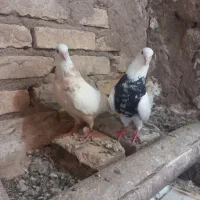 یکجفت کبوتر طوقی