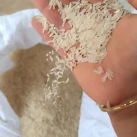 برنج فجر سوزنی و طارم هاشمی|خوردنی و آشامیدنی|گرگان, |دیوار