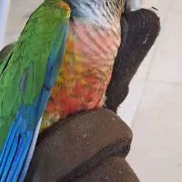 دو عددگرینچیک نر بالغ|پرنده|تهران, آزادشهر|دیوار