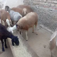 8راس بره چینی لاغر
