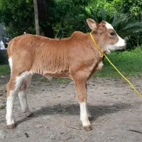 گوساله ماده شیرخوار چالوسی نافدار لیشه گاو