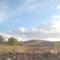 گاو شیری معاوضه با گوسفند
