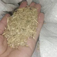 گندم