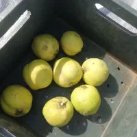 به اعلا درجه یک