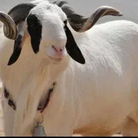 پخش و فروش گوسفند زنده در تمامی نقاط تهران