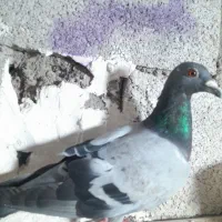 کبوتر پلاکی