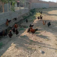 مرغ|حیوانات مزرعه|مرند, |دیوار