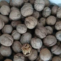 گردو ایرانی (محلی بوانات) پوست کاغذی