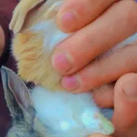 بچه خرگوش|موش و خرگوش|سیاهکل, |دیوار
