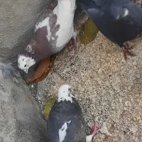 کبوتر معلقی|پرنده|یاسوج, |دیوار