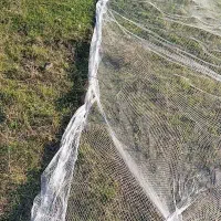 سهره نر تور بزرگ سهره|پرنده|مشگین شهر, |دیوار