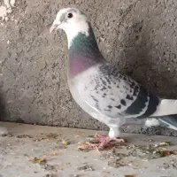 نر پلاکی 700نشسته شناسنامه دار